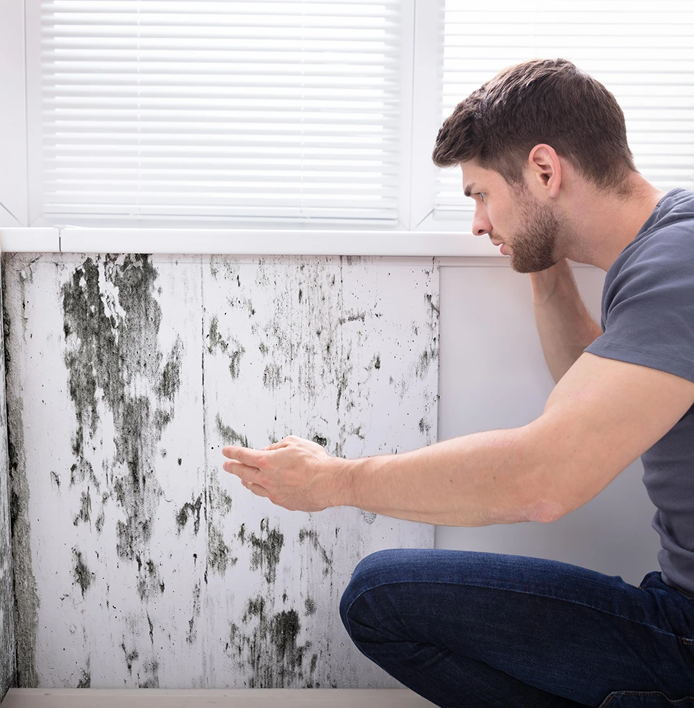 Schimmelpilzsanierungen